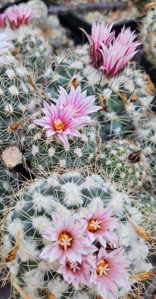 Turbinicapus saueri ssp. nillissae